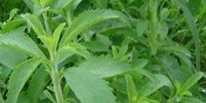 Stevia Plant