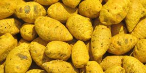 Salem Turmeric Finger