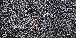 Black Sesame Seeds
