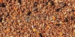 Feed Seeds