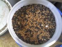 Broiler Chicken Feeds