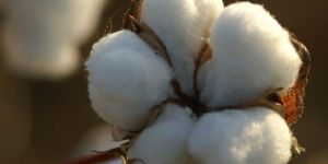 Raw Cotton (Comber Noil)