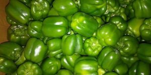 Capsicum