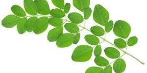 Moringa Leaves