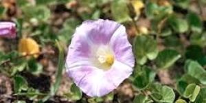 Shankhpushpi Extract