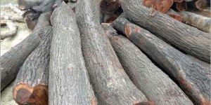 Babool Wood Logs