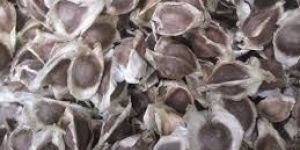 Moringa Seeds