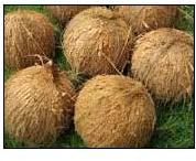 Husked Coconut