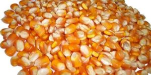 Maize Seeds