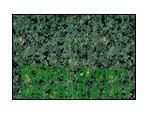 RAKHEE GREEN GRANITE SLABS, TILES