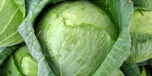Fresh Cabbage