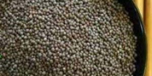 Black Mustard Seeds