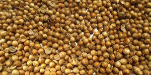 Coriander Seeds