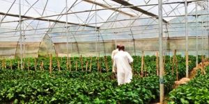 Development of Green House in Ahmedabad