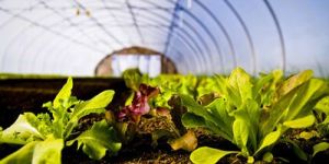 Drip Irrigation Service