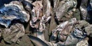 Unpolished Gold Scrap