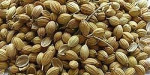 Coriander
