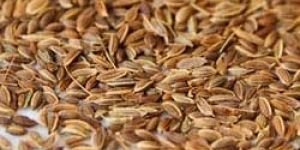 Dill Seed
