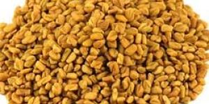 Fenugreek