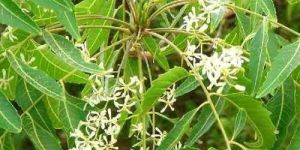 Neem Extract
