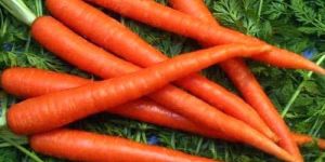 Fresh Carrot