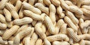 Shelled Peanuts