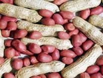 Groundnut Seed