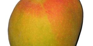 Fresh Alphonso Mango