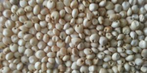 Milky White Sorghum