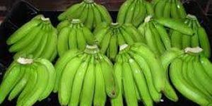 Fresh Cavendish Banana