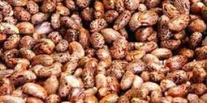 Castor Seeds