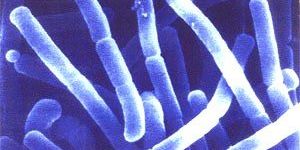 Lactic Acid Bacillus