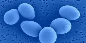 Saccharomyces Boulardii