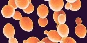 Saccharomyces Cerevisiae