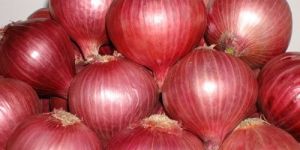 Baswant 780 Onion Seeds