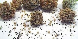 Onion Seeds