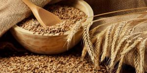 Wheat Seeds