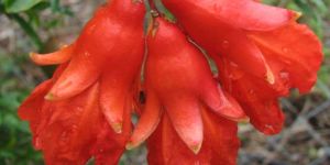 Dry Pomegranate Flowers