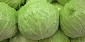 Fresh Cabbage