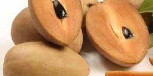 Fresh Sapodilla