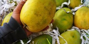 Fresh Rajapuri Mango