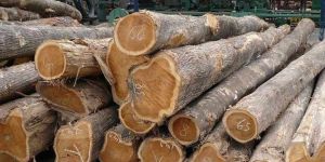Nigeria Teak Wood