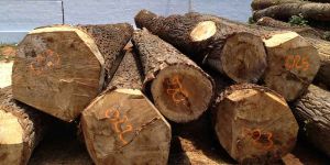 Poplar Wood Logs