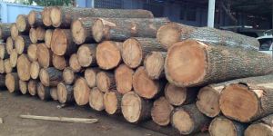 Silver Oak Wood Logs