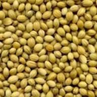 Coriander Seed Eagle