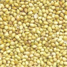 Coriander Seed Scooter
