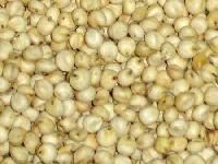Jowar Seed