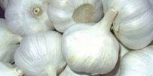 Garlic Bulbs