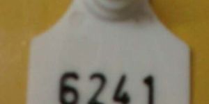 Animal Ear Tags
