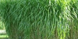 Elephant Grass Seeds